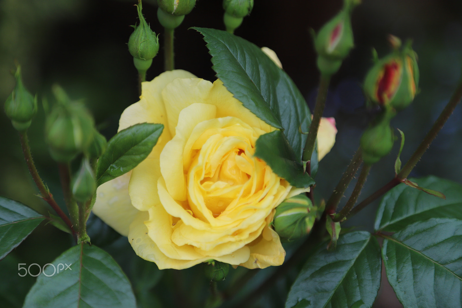 Canon EOS 6D Mark II sample photo. Flowers in the garden after the rain photography