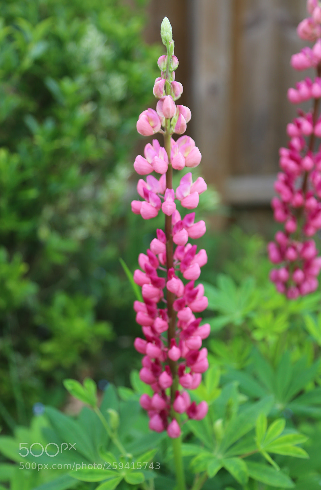 Canon EOS 6D Mark II sample photo. Flowers in the garden photography