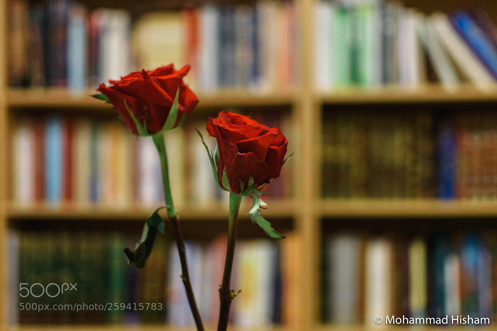 Nikon D3400 sample photo. Flowers in library photography