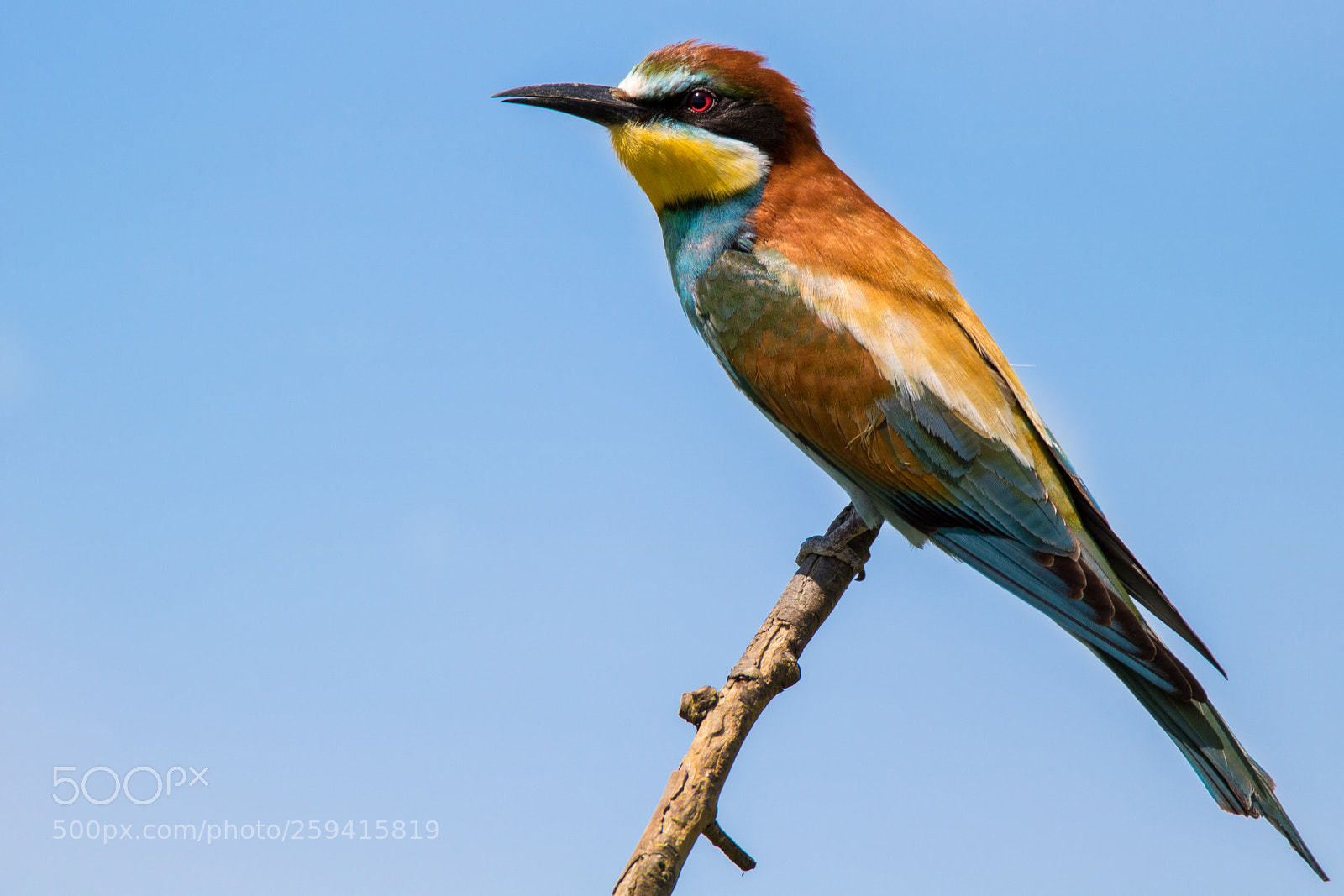 Canon EOS 750D (EOS Rebel T6i / EOS Kiss X8i) sample photo. European bee eater photography