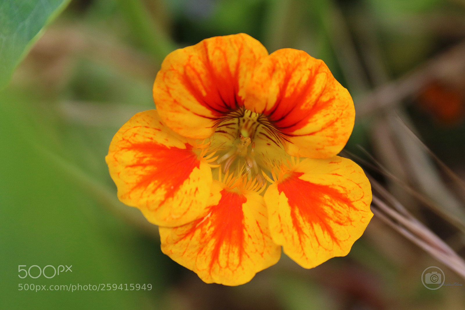 Canon EOS 7D Mark II sample photo. Sunny flower  photography
