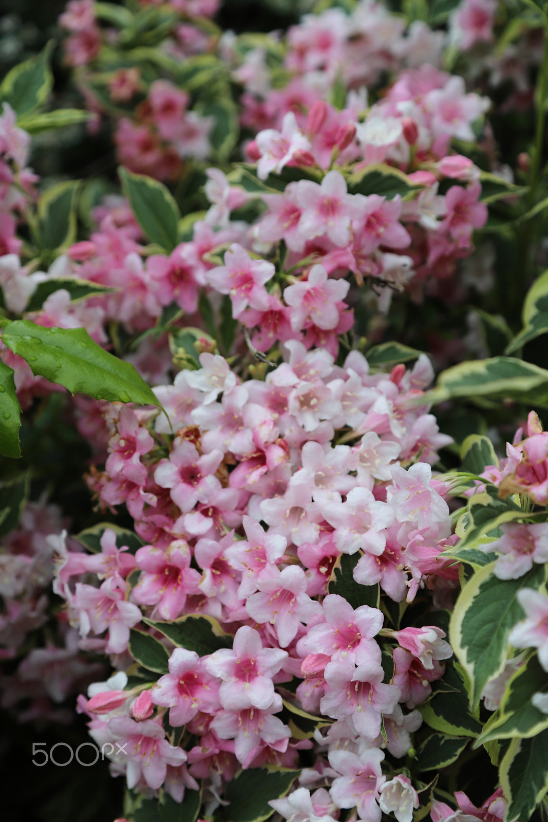 Canon EOS 6D Mark II sample photo. Flowers in the garden after the rain photography