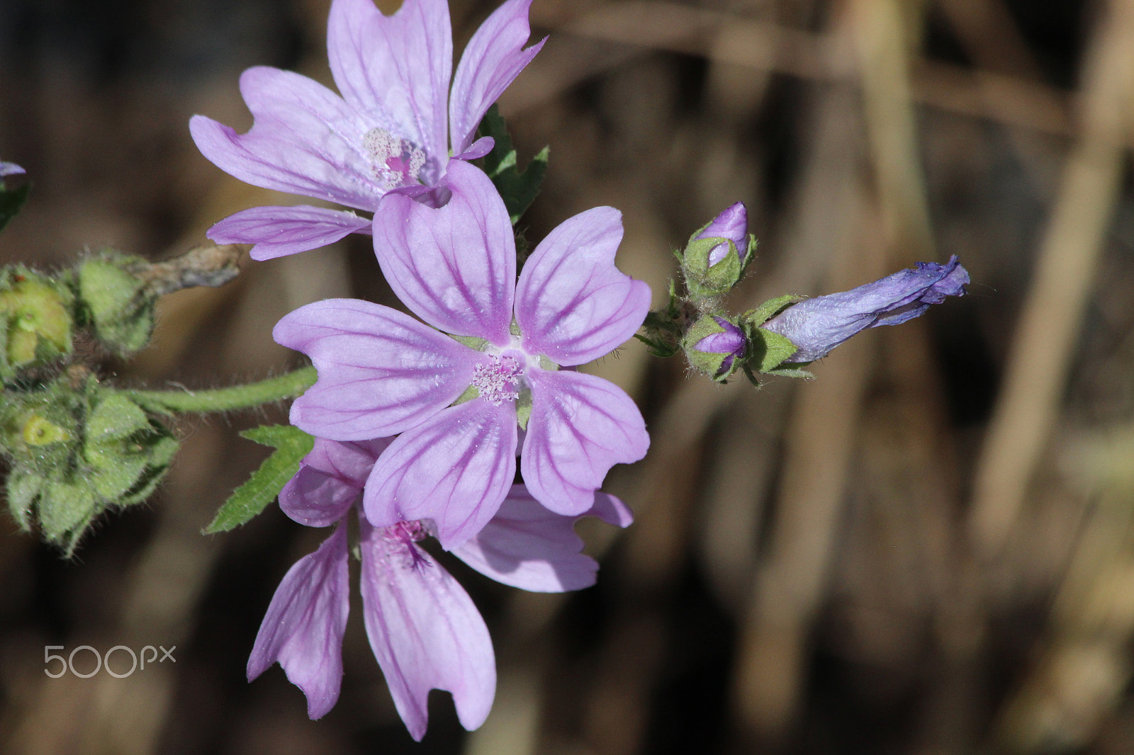 Canon EF 70-300mm F4-5.6 IS USM sample photo. Purple_pink photography