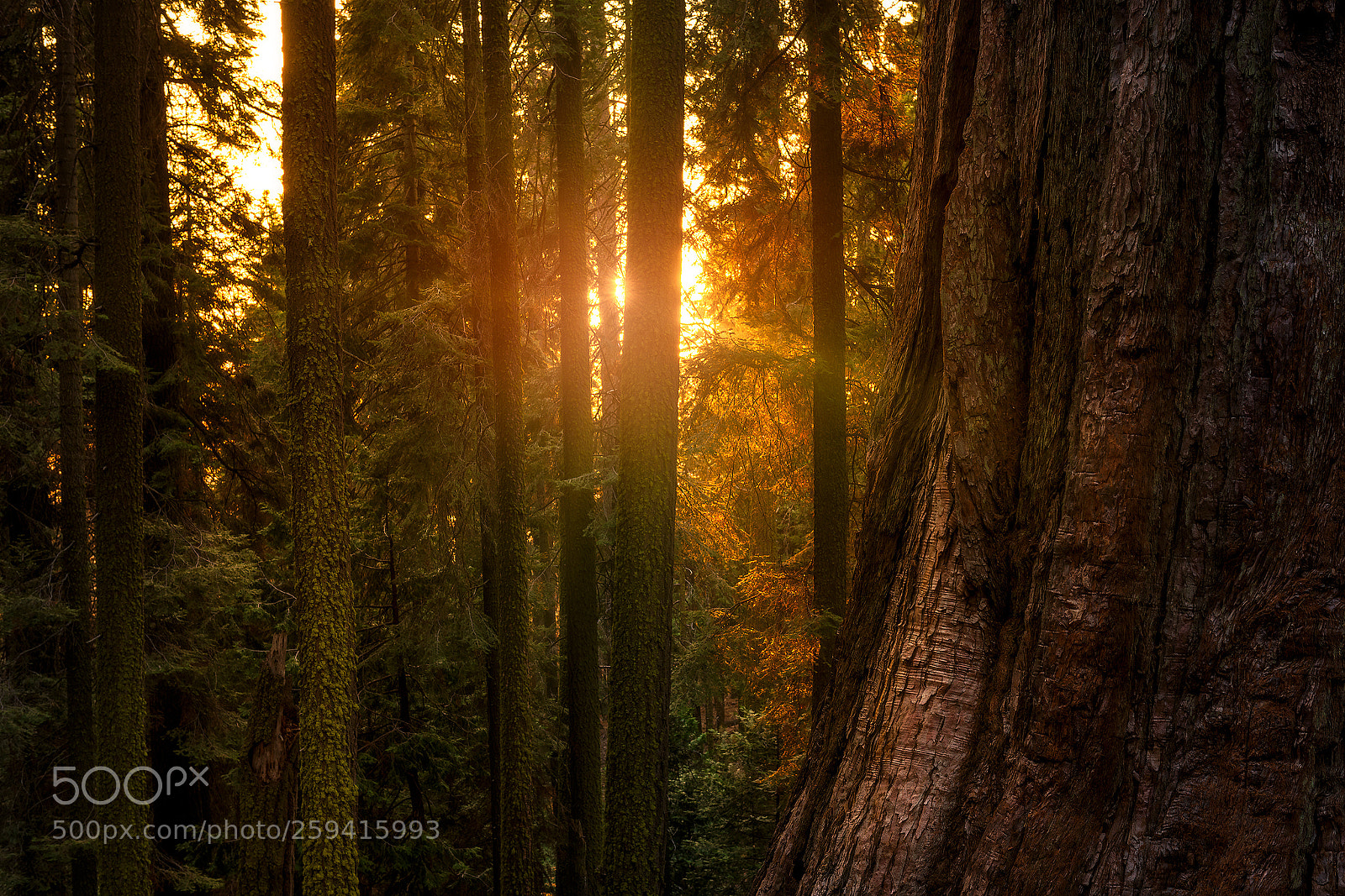 Nikon D810 sample photo. Magic in sequoia national photography