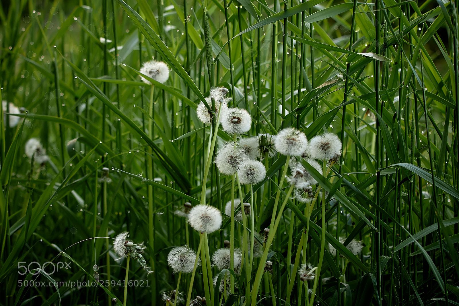 Canon EOS 7D Mark II sample photo. Fresh green grass and photography