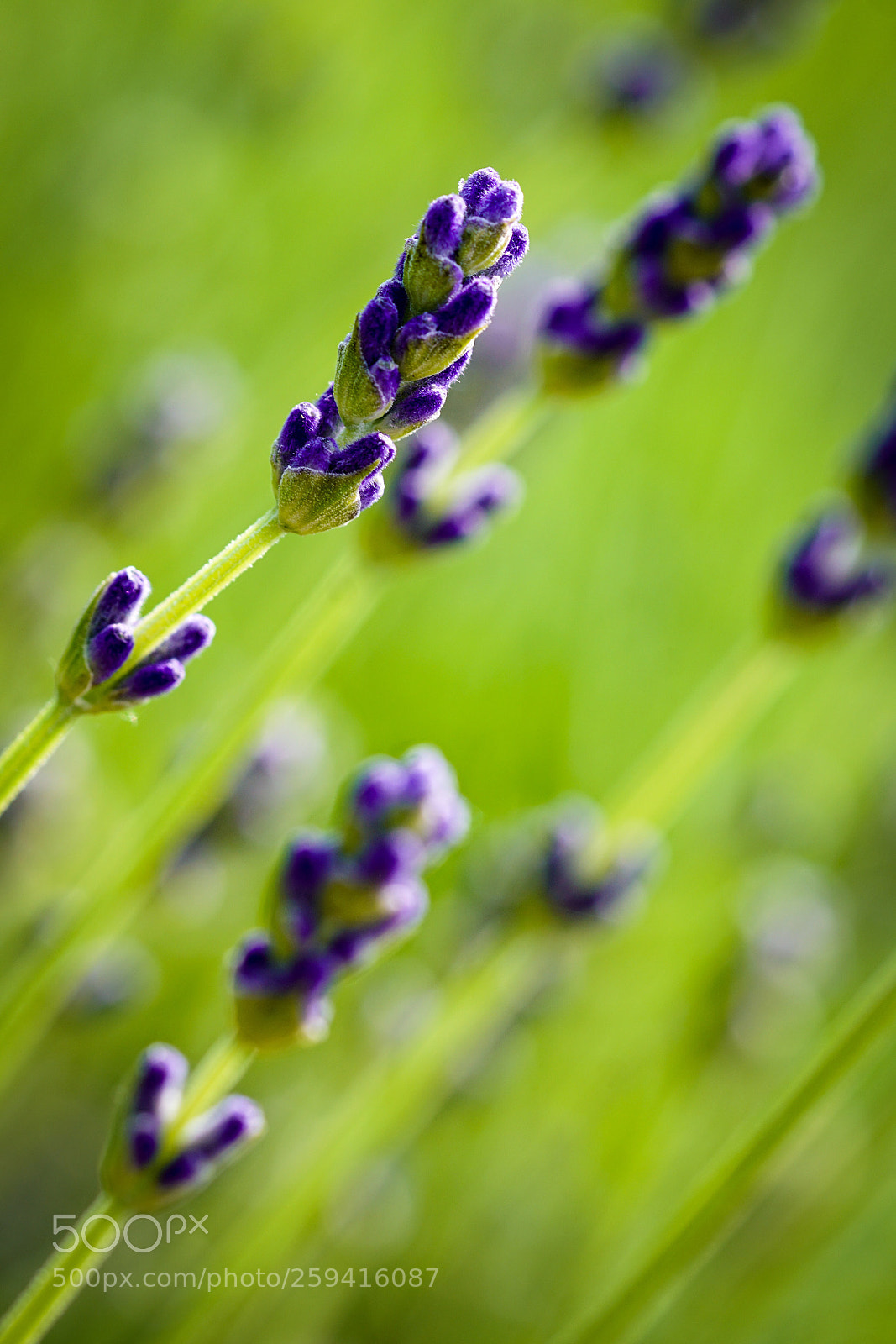 Sony a7R II sample photo. Lavendar photography