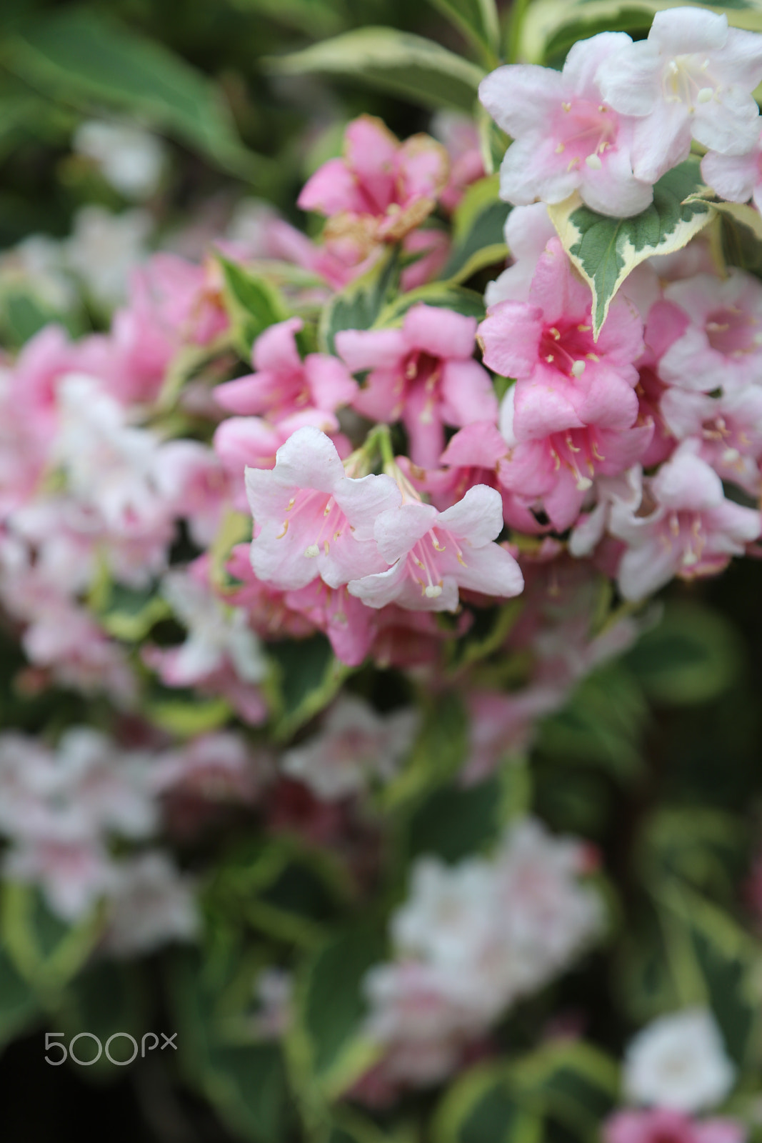 Canon EOS 6D Mark II sample photo. Flowers in the garden after the rain photography