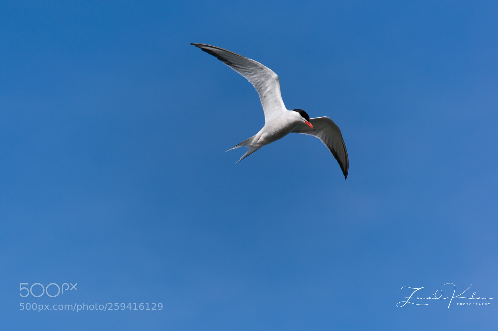 Nikon D3400 sample photo. Caspian tern photography