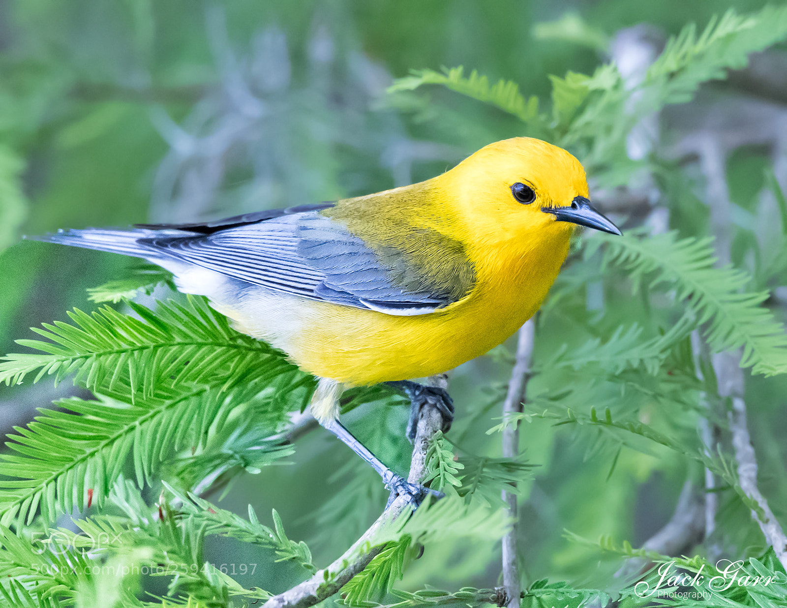 Canon EOS-1D X Mark II sample photo. Prothonotary warbler close up photography