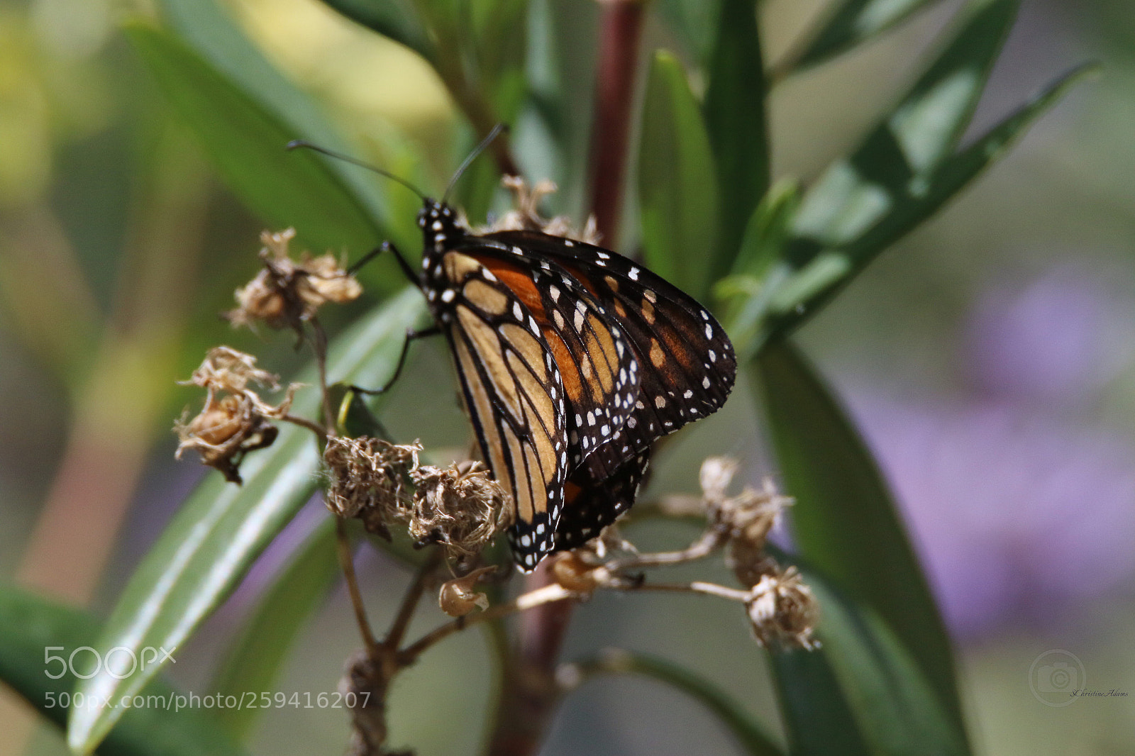 Canon EOS 7D Mark II sample photo. Life in spring monarch photography