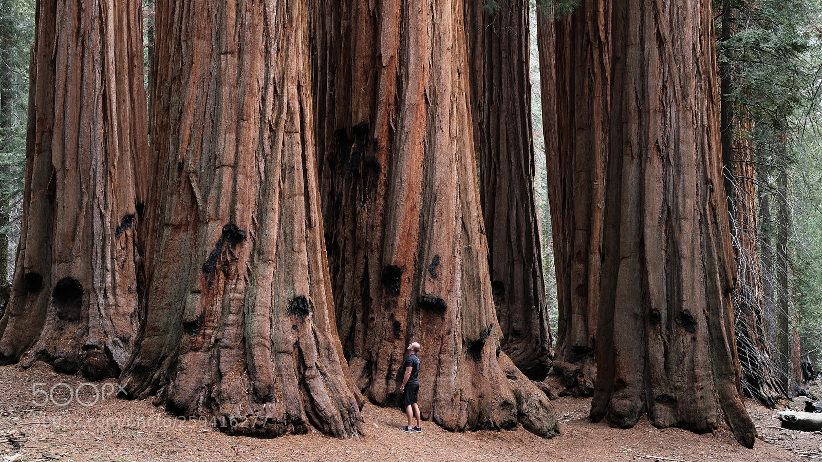 Fujifilm X-T2 sample photo. Yosemite photography