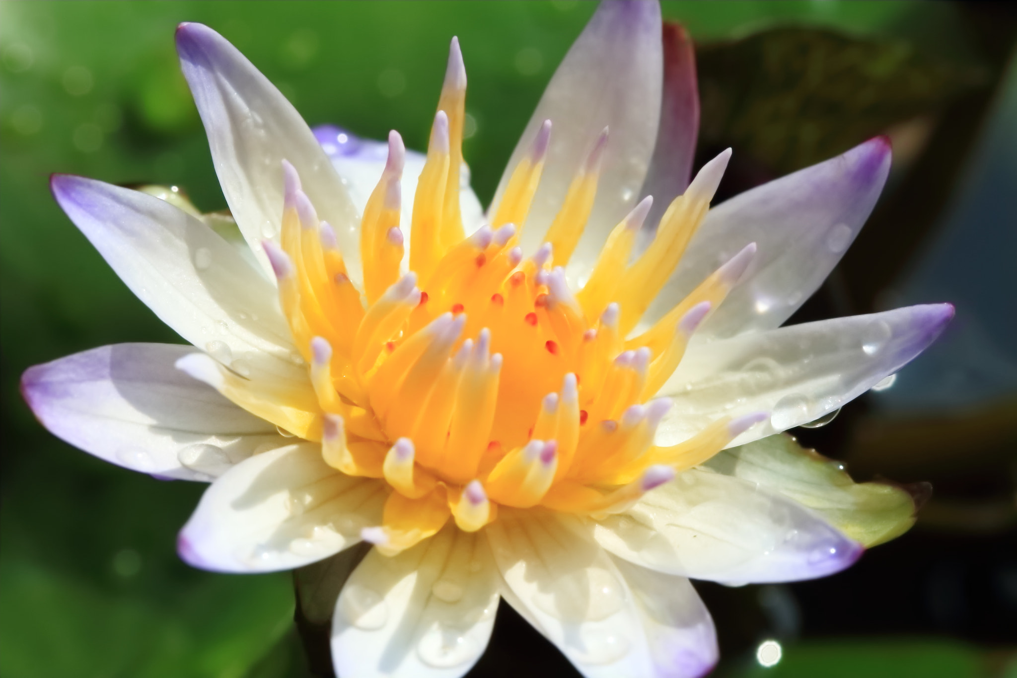 Canon EF 100mm F2.8L Macro IS USM sample photo. 睡蓮 photography