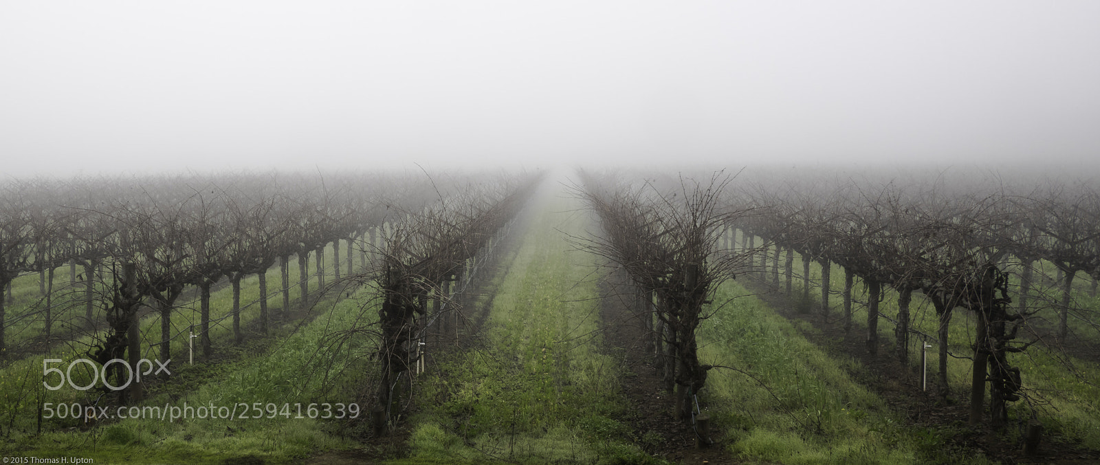 Olympus OM-D E-M1 sample photo. Fogged in photography