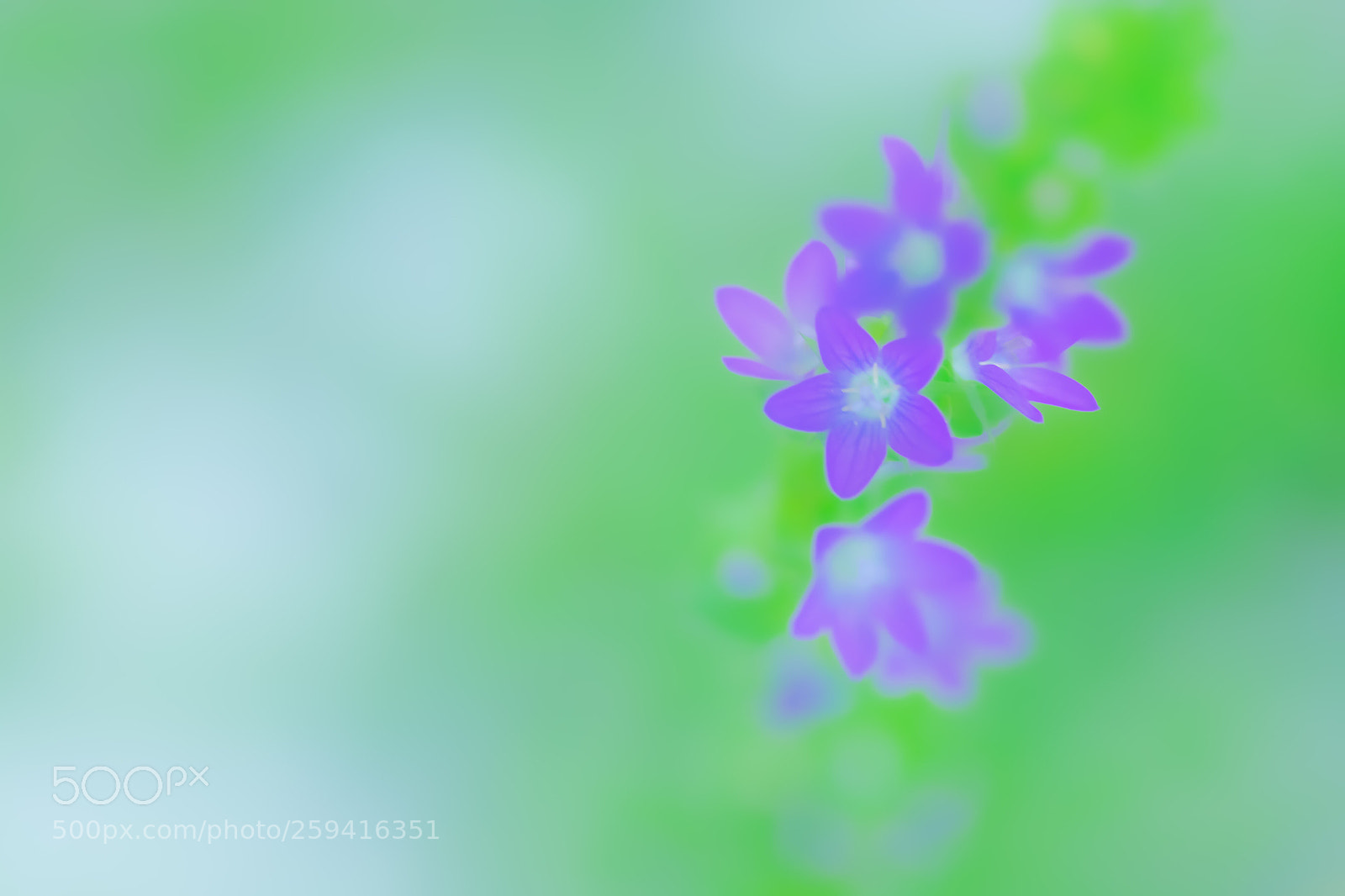 Pentax K-S2 sample photo. Little little flowers photography