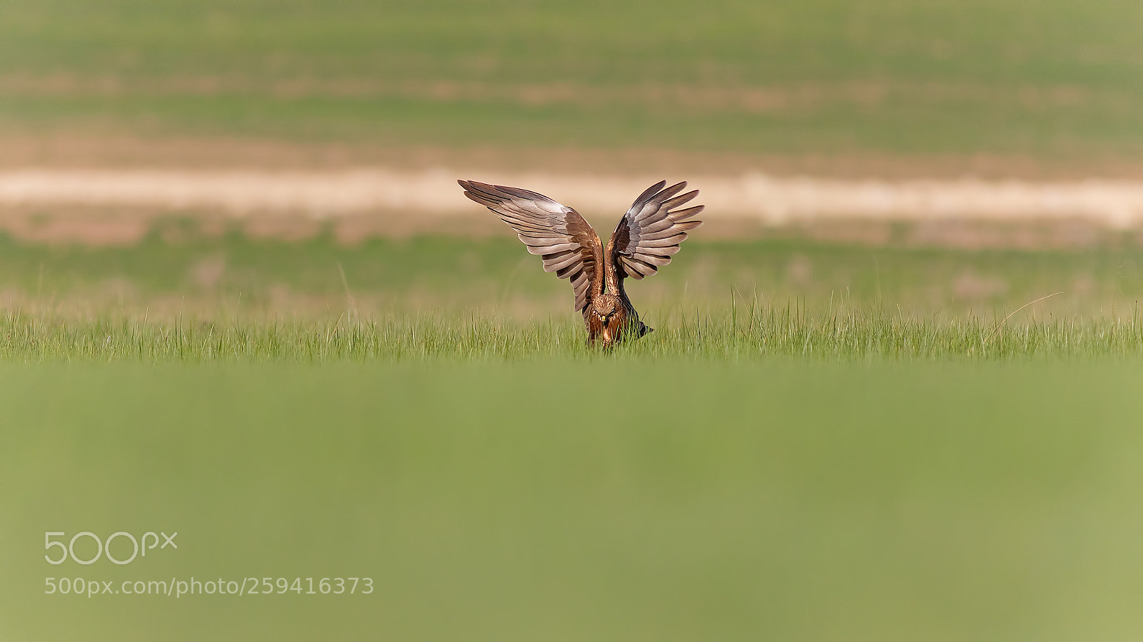 Canon EOS 7D Mark II sample photo. Saz delicesi western marsh photography