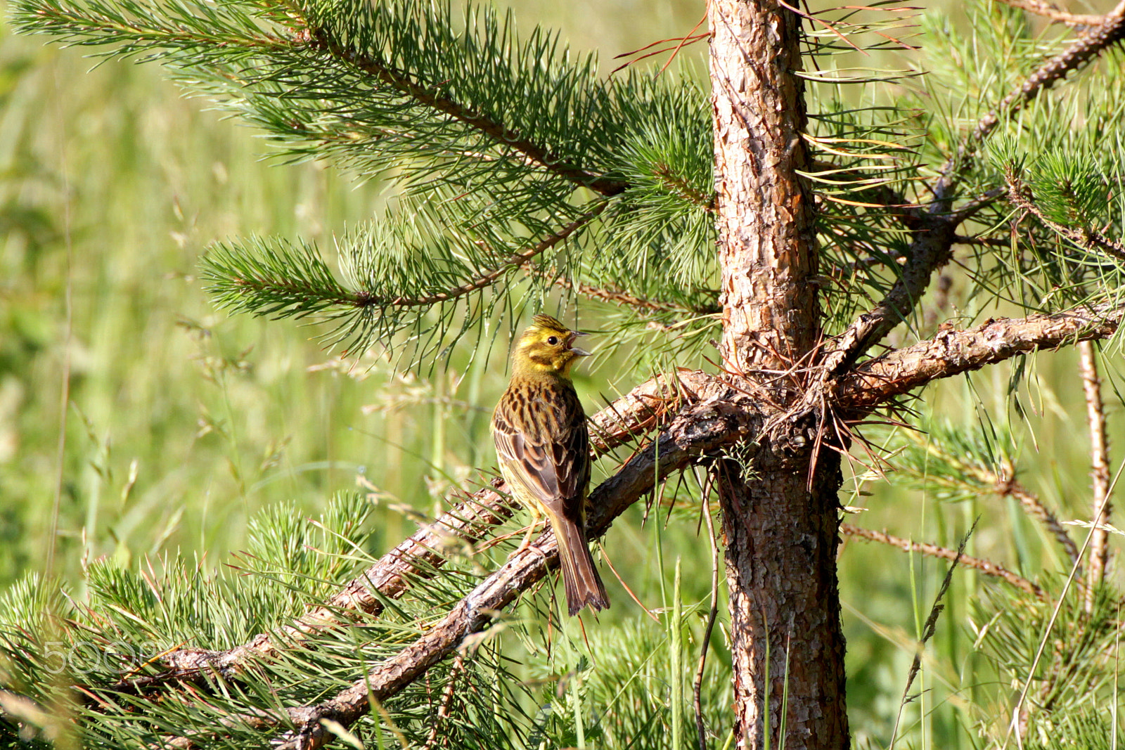 Canon EOS 500D (EOS Rebel T1i / EOS Kiss X3) sample photo. Yellowhammer photography