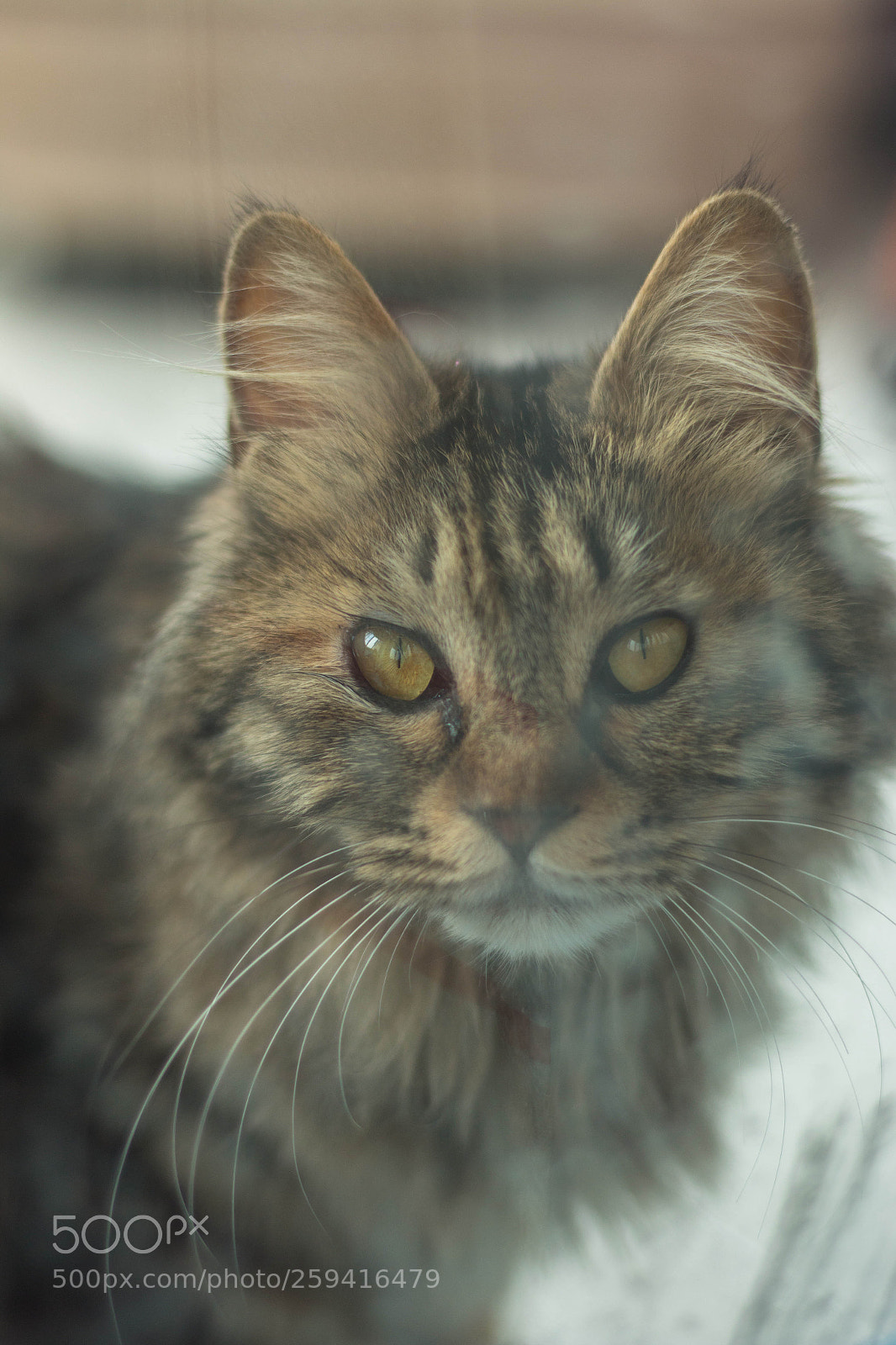 Canon EOS 70D sample photo. Untitled photography