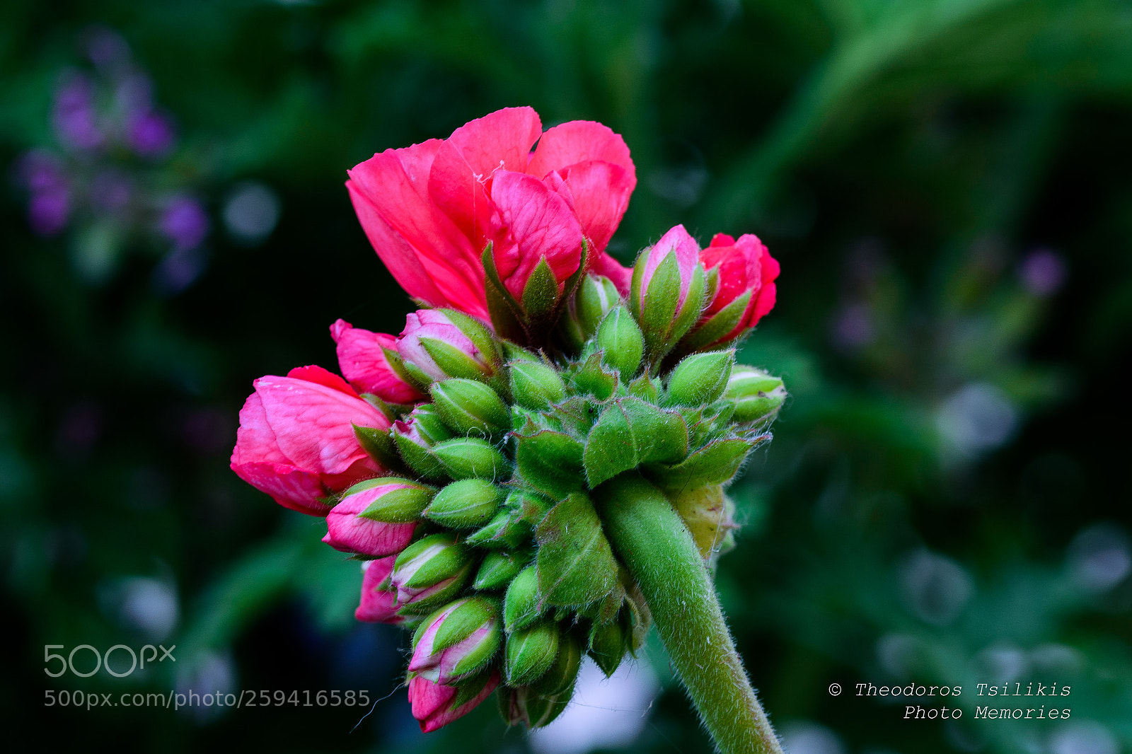 Nikon D7200 sample photo. Color explosion photography