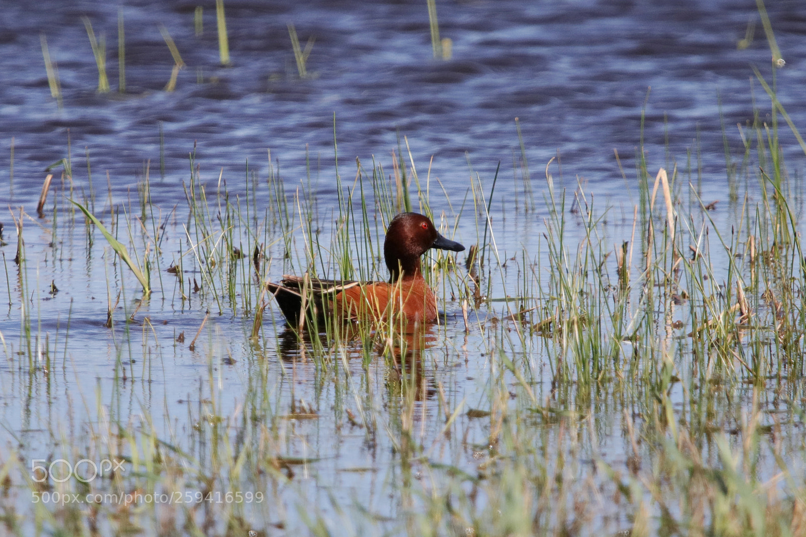 Canon EOS 80D sample photo. Cinnamon teal photography