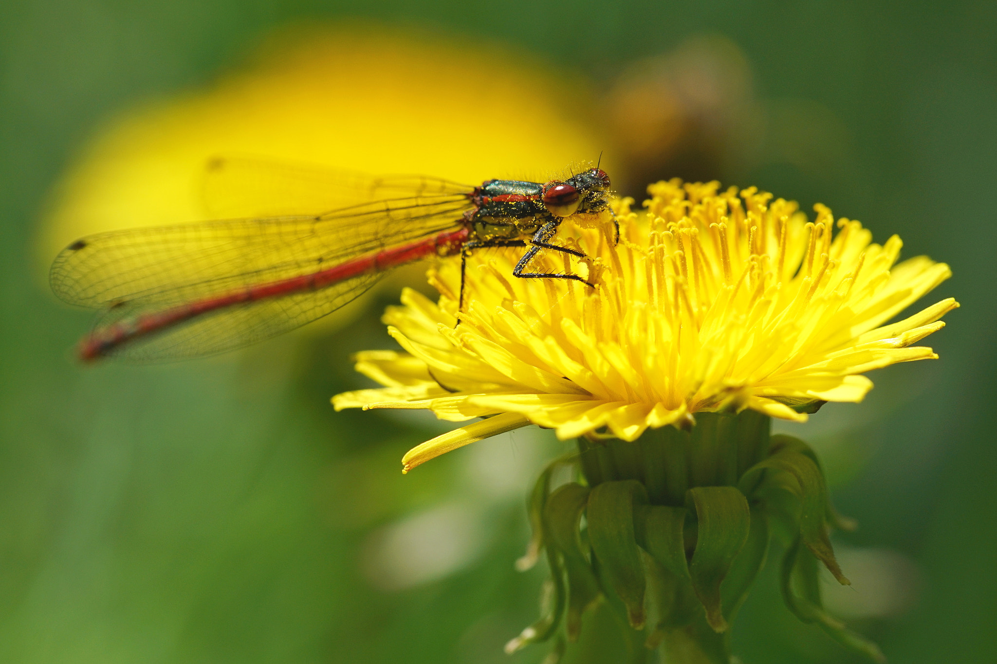 Sigma 150mm F2.8 EX DG Macro HSM sample photo. Enjoying summer photography