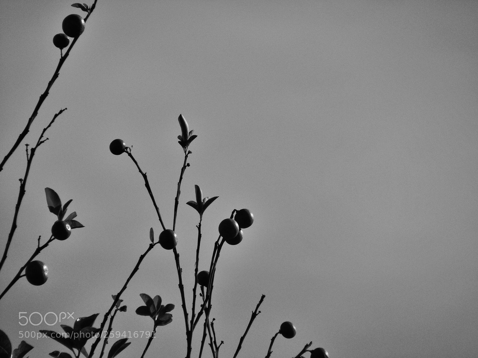 Canon PowerShot SX410 IS sample photo. Untitled photography