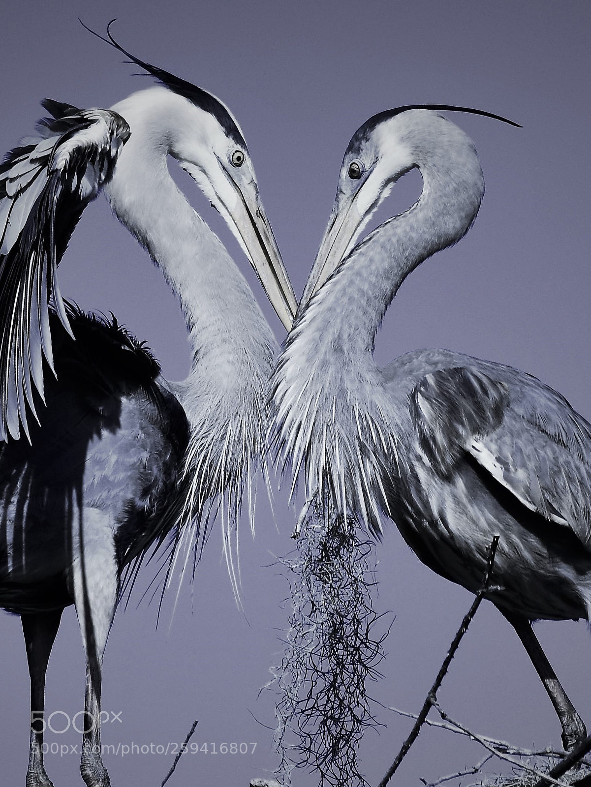 Nikon D7200 sample photo. Heron love. photography