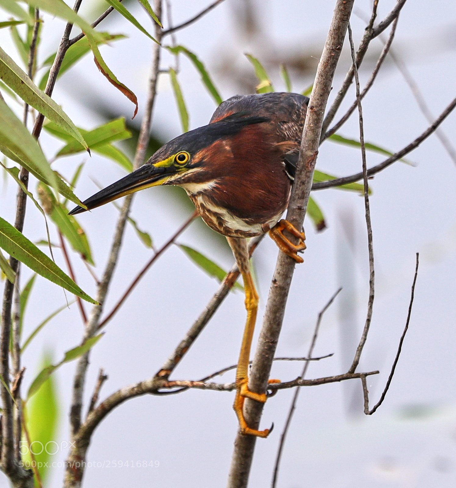 Canon EOS-1D X Mark II sample photo. 05-25-18-0019755.jpg photography
