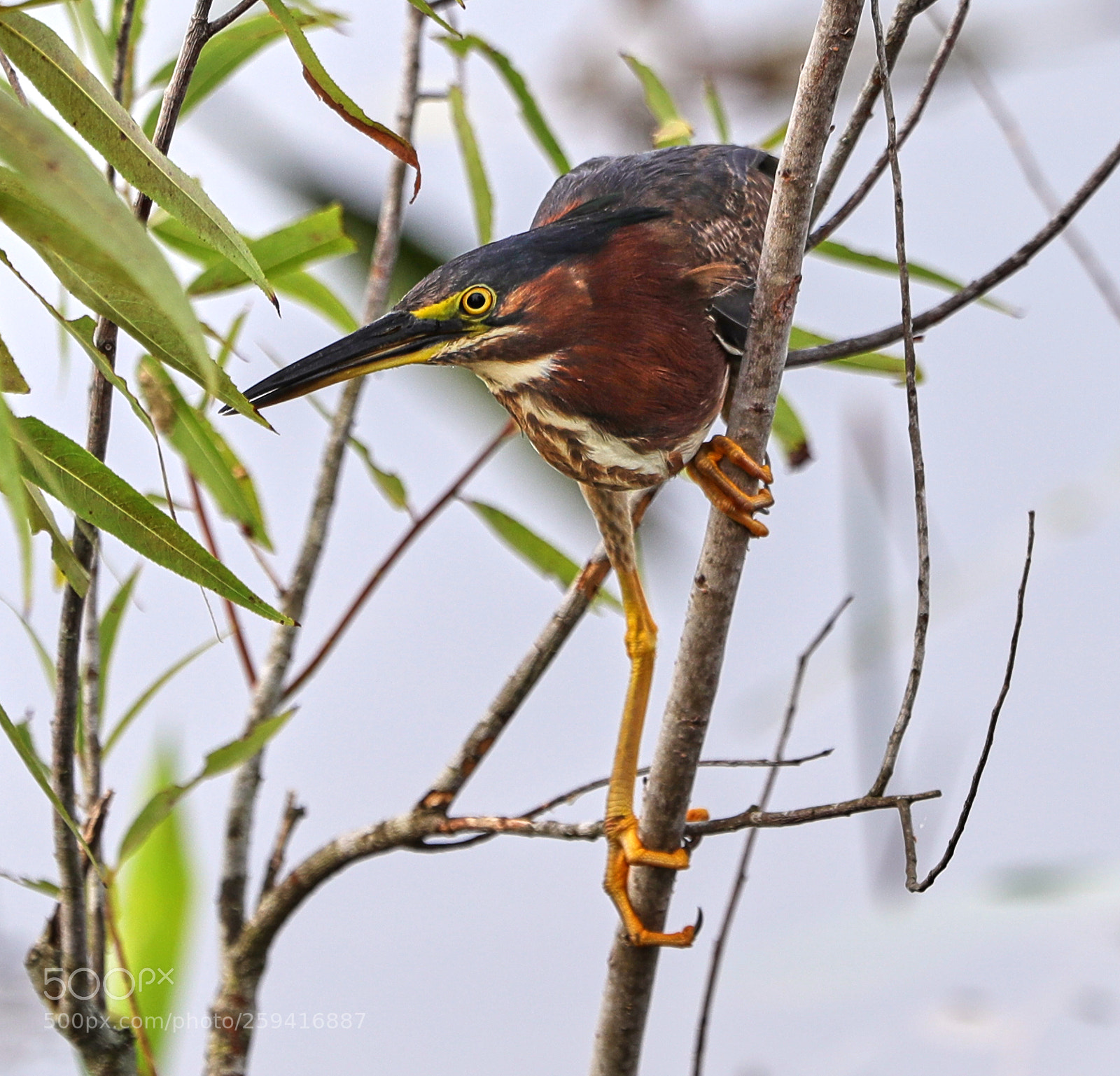 Canon EOS-1D X Mark II sample photo. 05-25-18-0019753.jpg photography