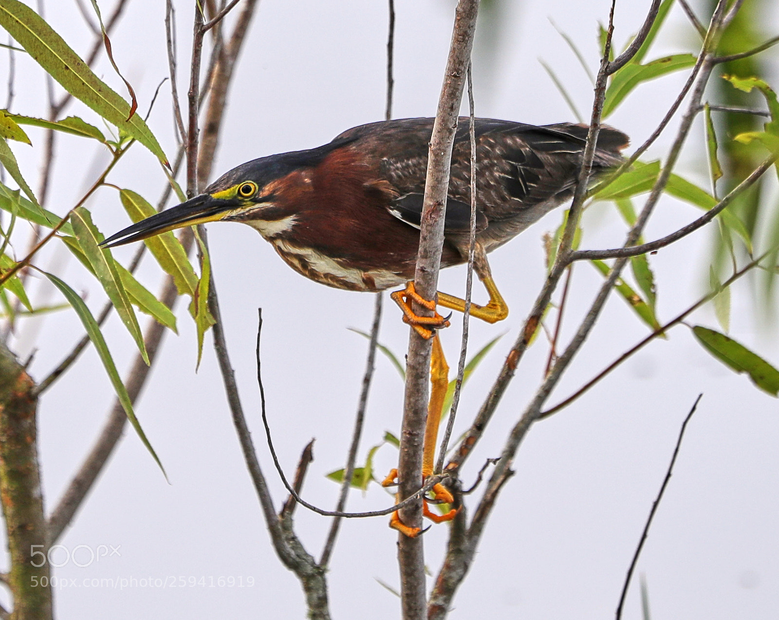 Canon EOS-1D X Mark II sample photo. 05-25-18-0019745.jpg photography