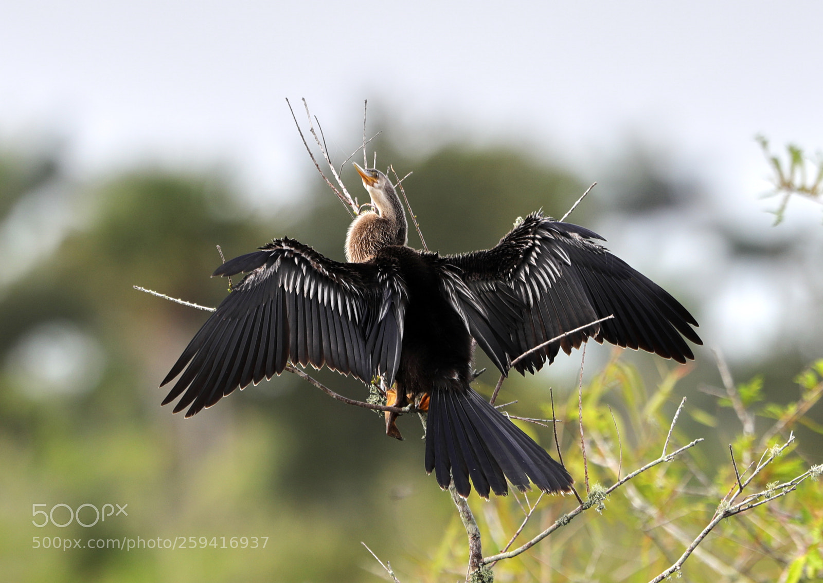 Canon EOS-1D X Mark II sample photo. 05-25-18-0019742.jpg photography