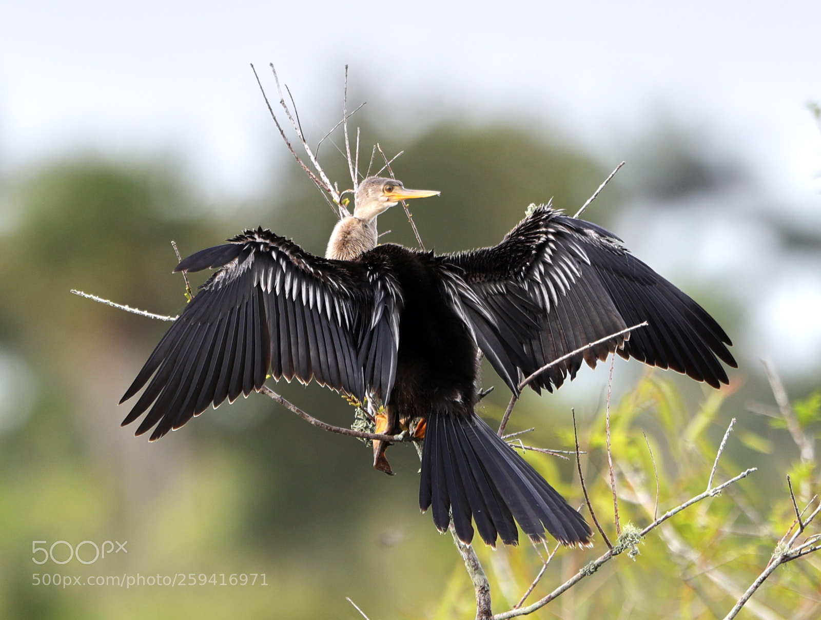 Canon EOS-1D X Mark II sample photo. 05-25-18-0019740.jpg photography