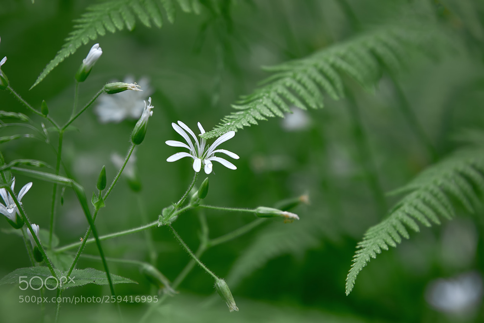 Canon EOS 7D Mark II sample photo. Forest flower background. photography
