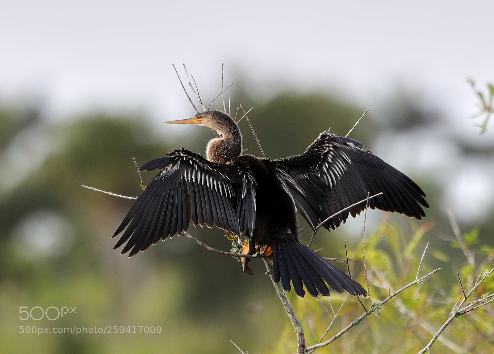 Canon EOS-1D X Mark II sample photo. 05-25-18-0019738.jpg photography