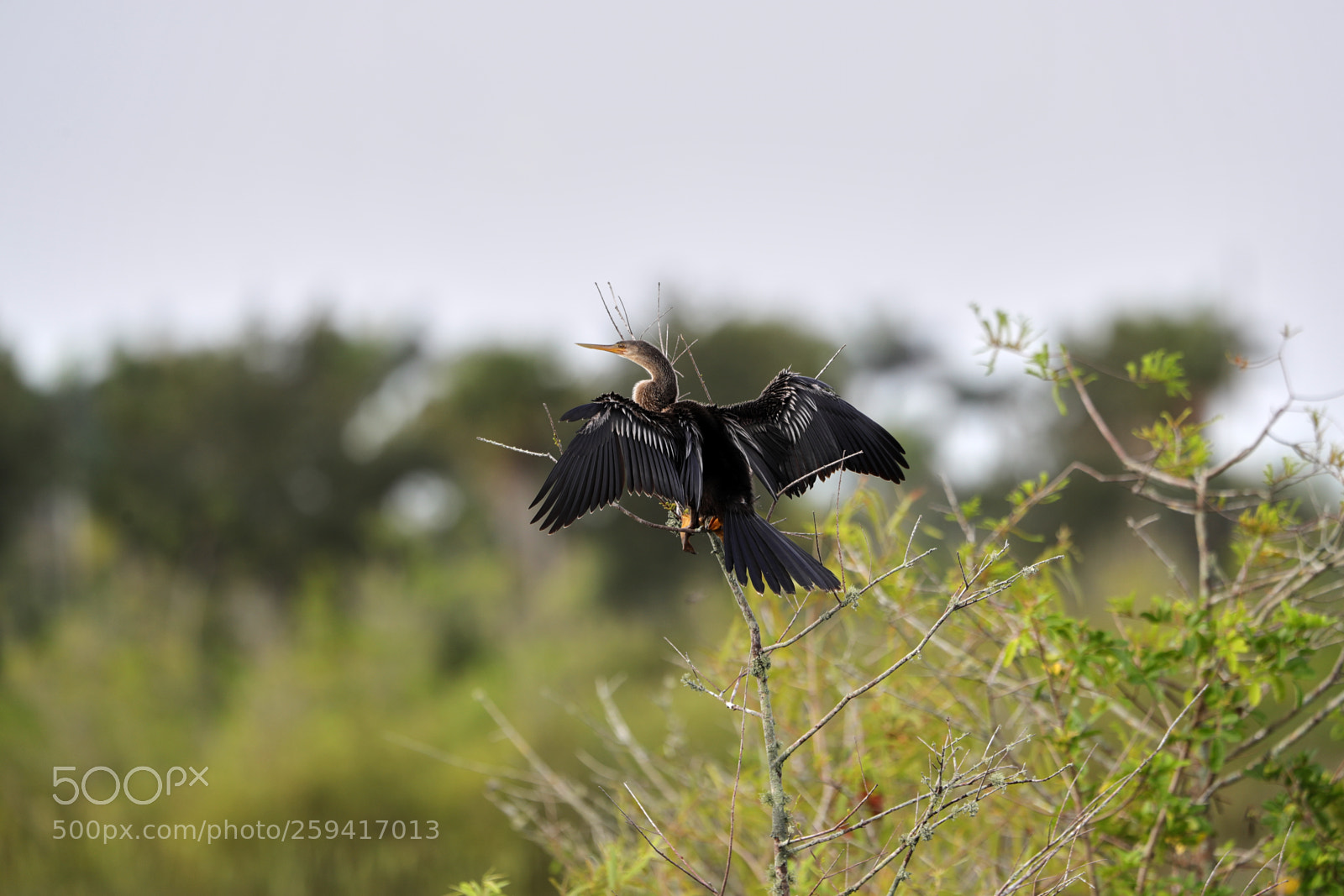 Canon EOS-1D X Mark II sample photo. 05-25-18-0019739.jpg photography