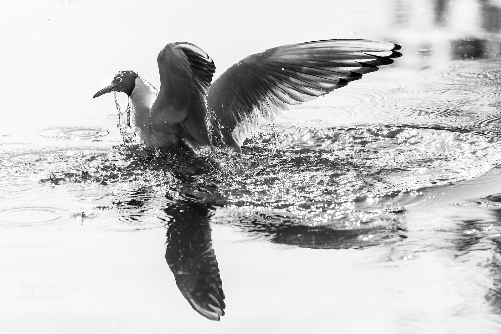 Canon EOS 6D sample photo. Splash! photography