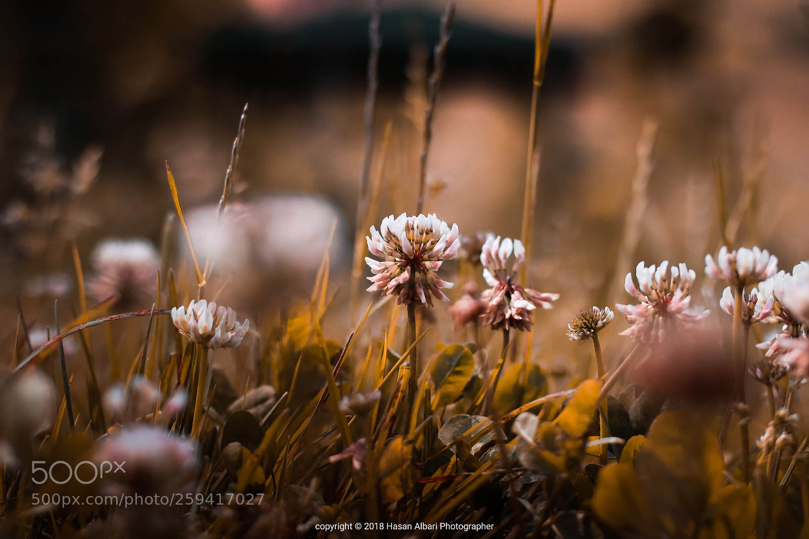 Canon EOS 80D sample photo. Flowers in field  photography