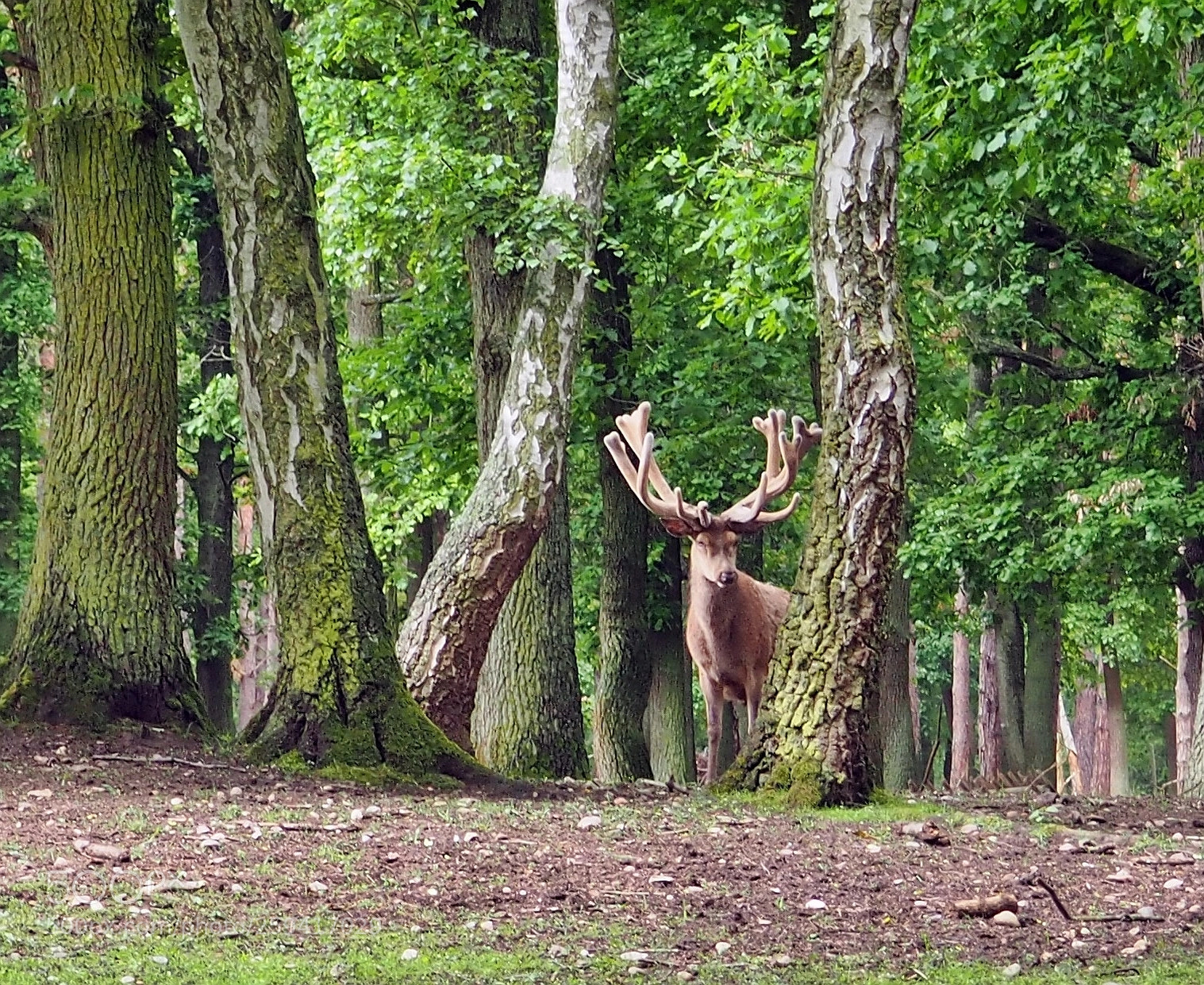 Olympus OM-D E-M10 sample photo. Red deer photography