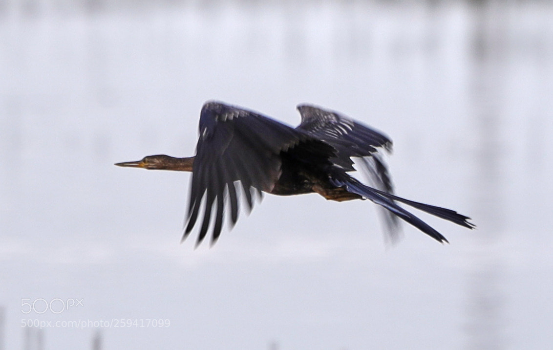 Canon EOS-1D X Mark II sample photo. 05-25-18-0019760.jpg photography