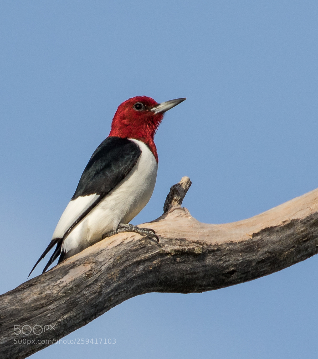 Canon EOS 7D Mark II sample photo. Red-headed woodpecker photography