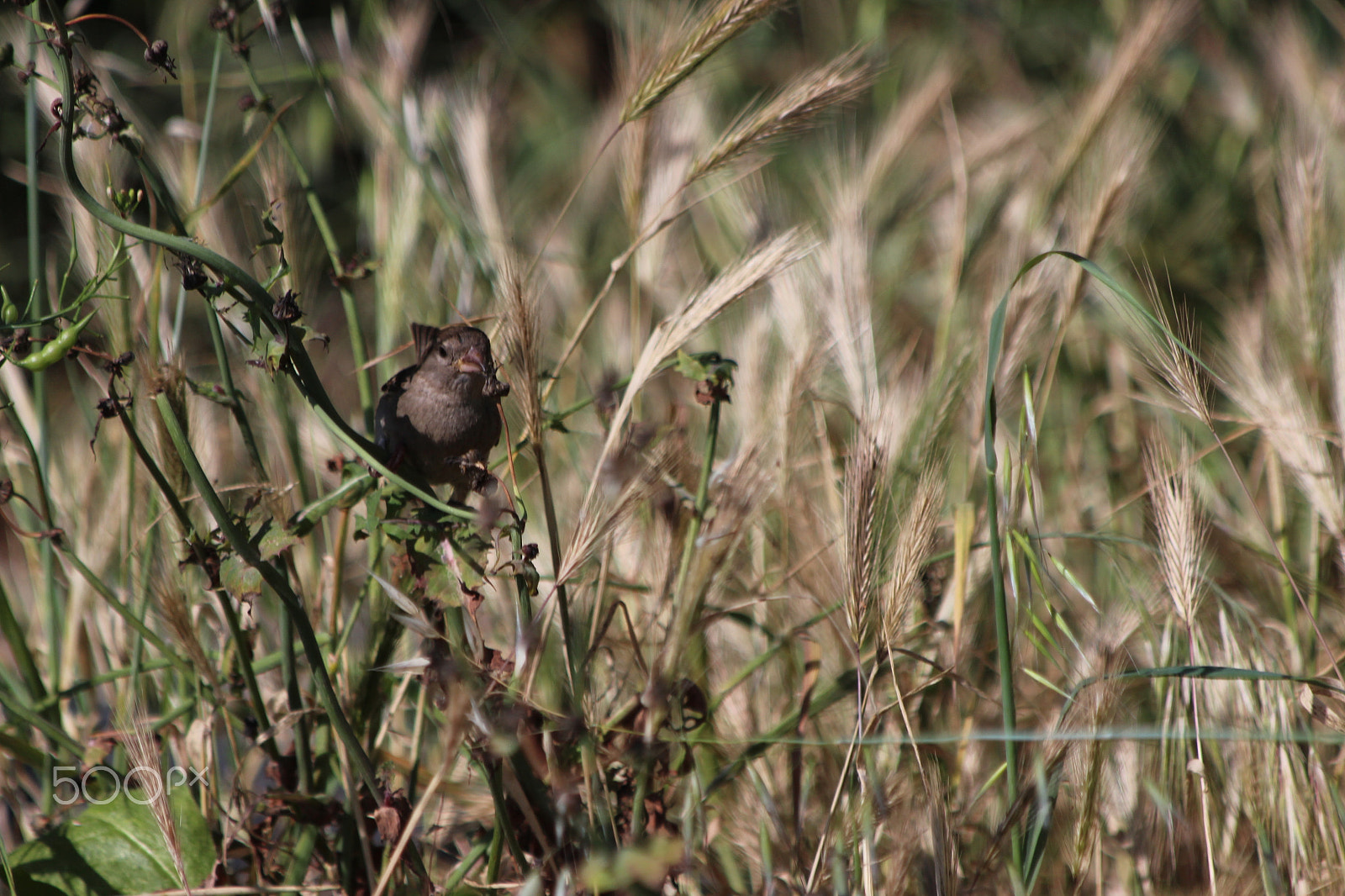 Canon EF 70-300mm F4-5.6 IS USM sample photo. Findme photography