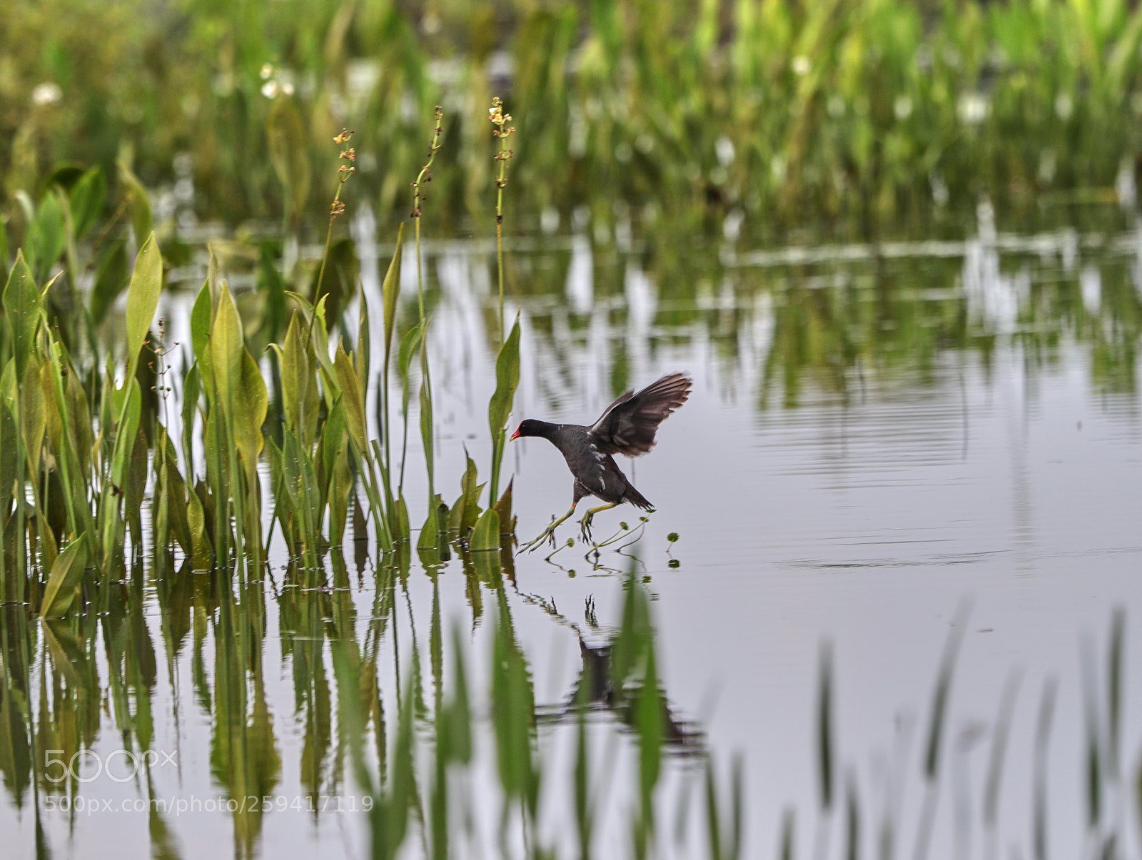 Canon EOS-1D X Mark II sample photo. 05-25-18-0019764.jpg photography