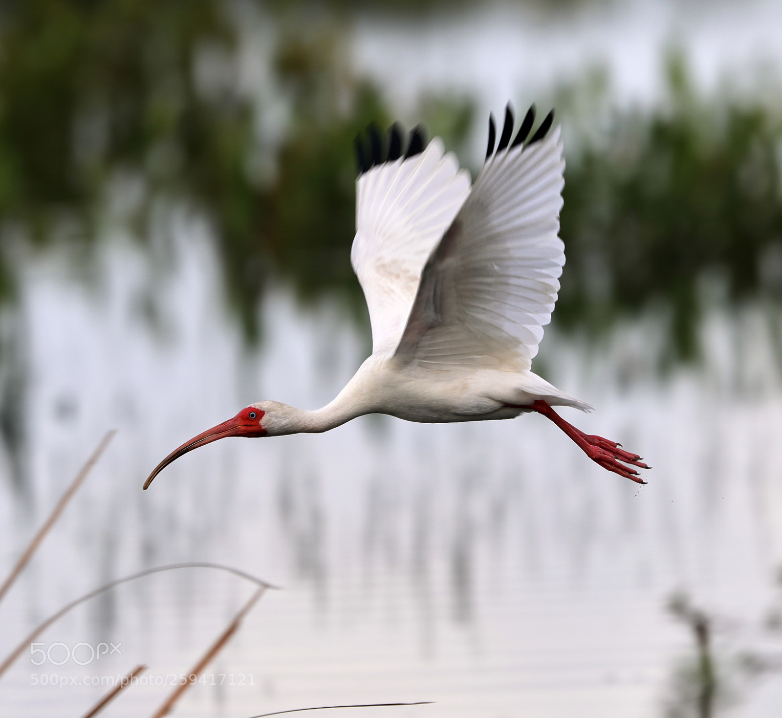 Canon EOS-1D X Mark II sample photo. 05-25-18-0019769.jpg photography