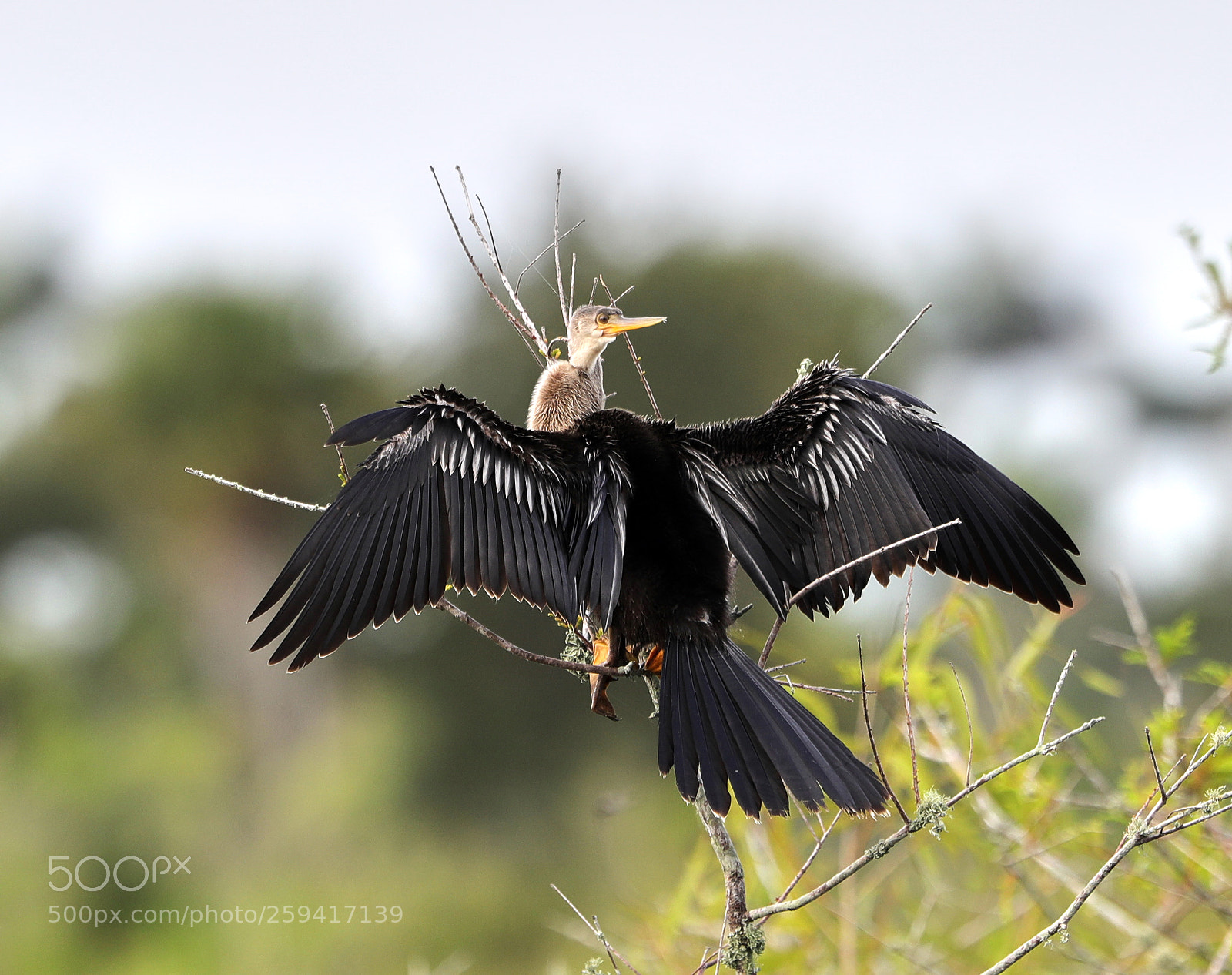 Canon EOS-1D X Mark II sample photo. 05-25-18-0019741.jpg photography
