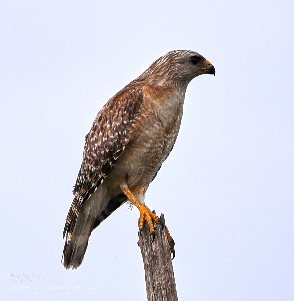 Canon EOS-1D X Mark II sample photo. 05-25-18-0019821.jpg photography