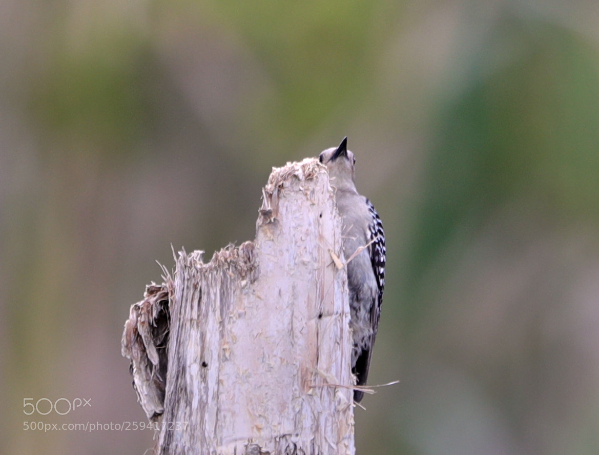 Canon EOS-1D X Mark II sample photo. 05-25-18-0019816.jpg photography