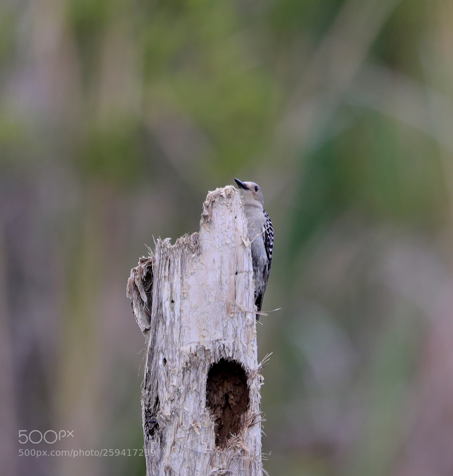 Canon EOS-1D X Mark II sample photo. 05-25-18-0019815.jpg photography