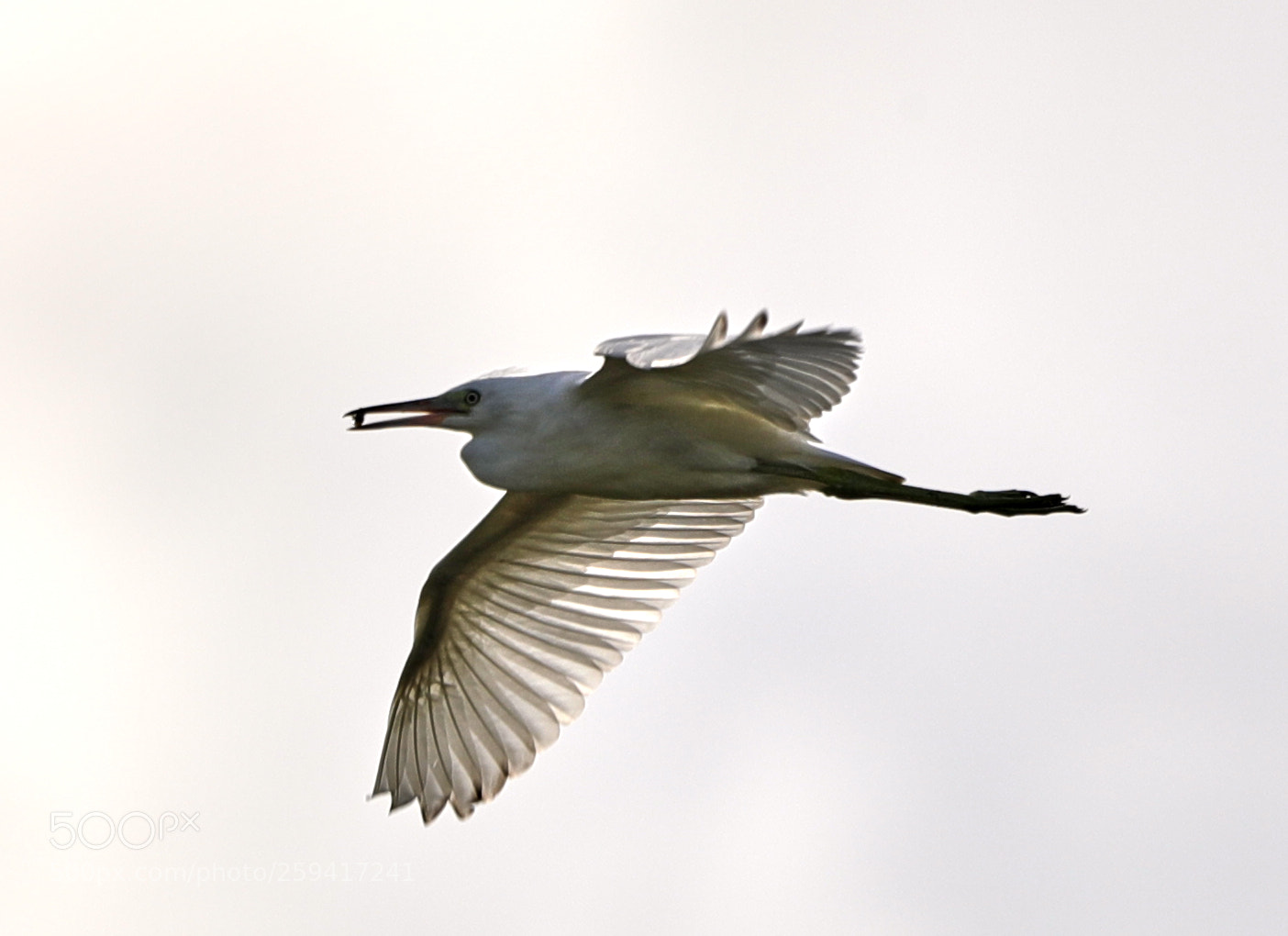 Canon EOS-1D X Mark II sample photo. 05-25-18-0019679.jpg photography