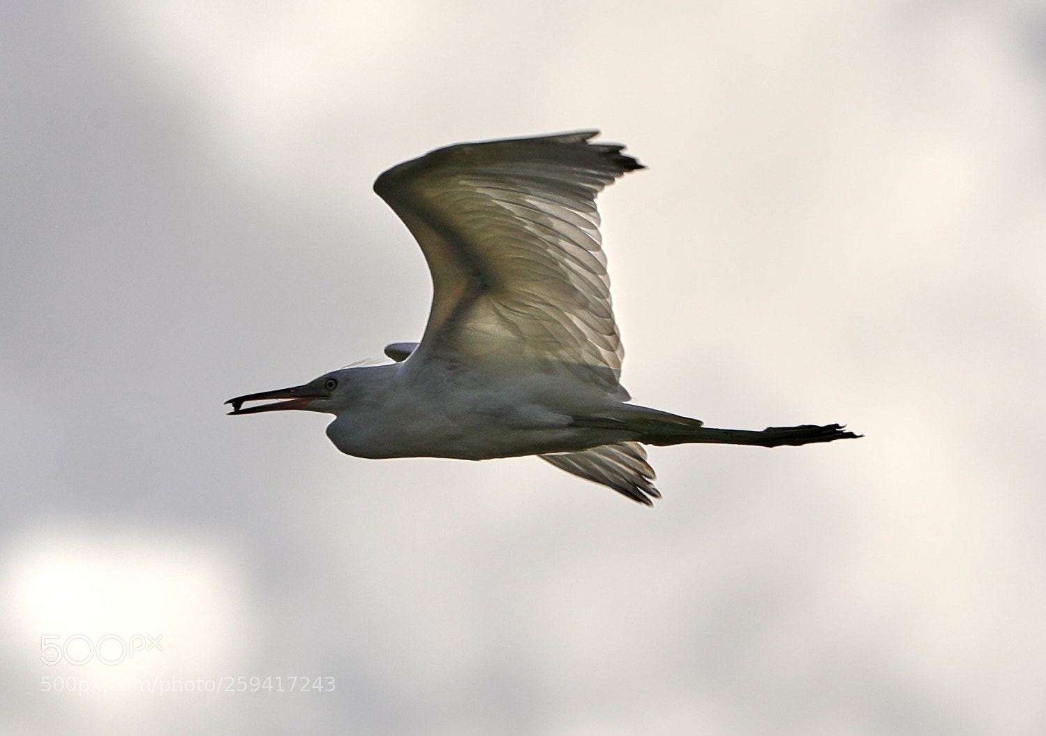 Canon EOS-1D X Mark II sample photo. 05-25-18-0019678.jpg photography