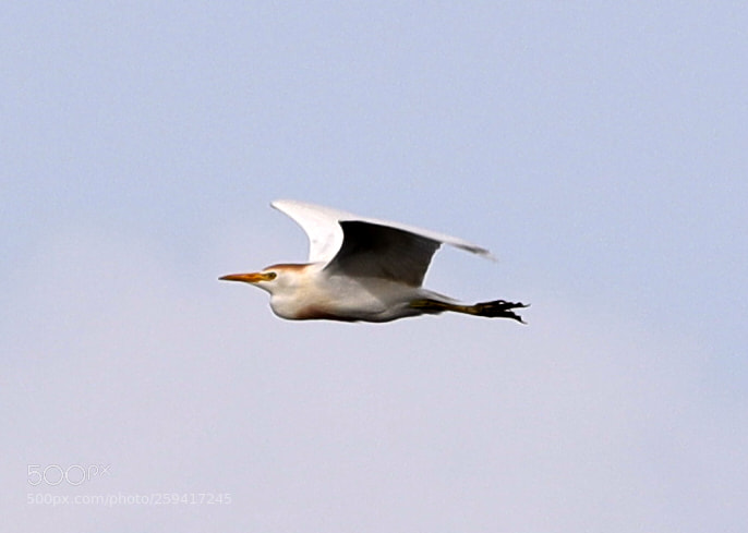 Canon EOS-1D X Mark II sample photo. 05-25-18-0019677.jpg photography