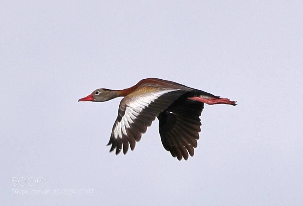 Canon EOS-1D X Mark II sample photo. 05-25-18-0019676 1.jpg photography